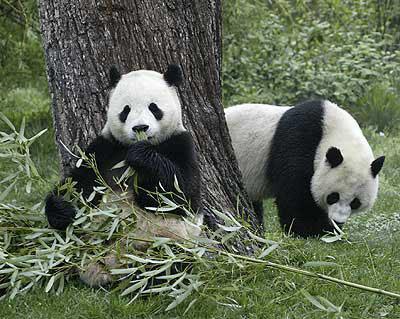 --- Le panda, une espèce toujours en danger ! ---
